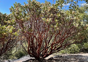 Wild Manzanita Berries and Leaves, Food and Folk Uses