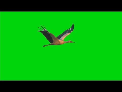 Stork Birds Flying Green Screen Animation Effect HD Video Footage || Chroma Key