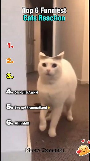 TOP 6 Funniest Cats Reaction #shorts