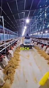The man simply rides a tricycle past, and the fodder on the ground is automatically pushed into the feeding troughs, making the whole process look easy and effortless. In fact, this is a new feeding method created by the farm itself. First, a feed truck unloads the fodder along the corridor. Then, another tricycle fitted with a triangular pusher drives through, guiding the feed into the troughs. This method is highly efficient and fast. Farms like this often have thousands of cattle, and traditi