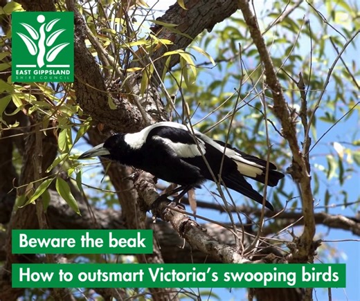 We have heard loud and clear from community about the amount of birds swooping in the area 🦅 Keep yourself and our wildlife safe by checking out the Department of Energy, Environment and Climate Action's (DEECA) handy map of the locations of swooping birds! You can find it at 👉 https://go.vic.gov.au/4n8Kek8 🐦 If you come across a swooping bird during their nesting season, you can use this map to: • pinpoint the location where the incident occurred • state the date the swooping occurred • iden