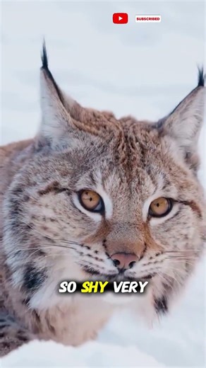 European Lynx – Austria’s Elusive Forest Cat | 4K Documentary