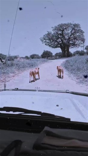 Female lions are the pride's primary hunters and leaders. They often work together to prey upon antelopes, zebras, wildebeest, and other large animals of the open grasslands. Many of these animals are faster than lions, so teamwork pays off. Female lions also raise their cubs communally. #maasaipori