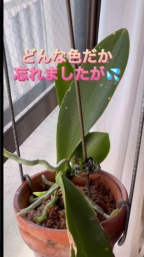 胡蝶蘭の花芽2号です💕#胡蝶蘭 #胡蝶蘭の育て方 #花芽