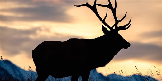 Applications open for 2025 City of Lawton Elk Hunt drawing