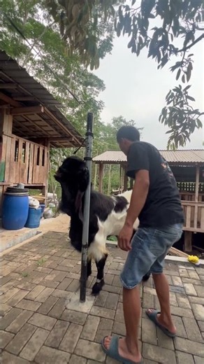 Nyawang kambing etawa super besarrr #kambingetawa #etawakaligesing #kambingkontes