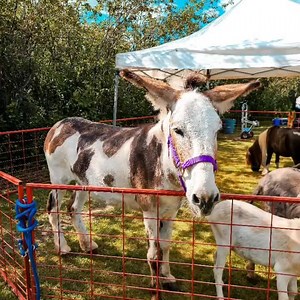 1.3K views · 233 reactions |  Pony Rides & Petting Zoo will be open...