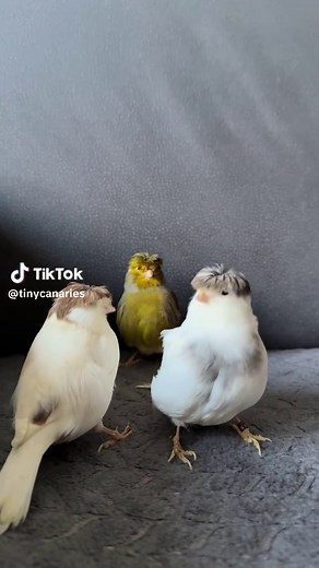 Canary Bird Trio - Beautiful Pet Birds