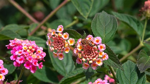Bee, Insect, Pollination. Free Stock Video