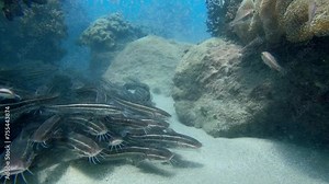 Mesmerizing underwater world of a school of Coral Catfish (Plotosus anguillaris) as they gracefully swim in synchronized harmony amidst vibrant coral reefs.