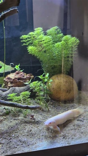 New Bicher Fish Tank Setup + Some other fish #fish #tank