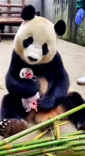 Discover the Adorable World of Pandas
