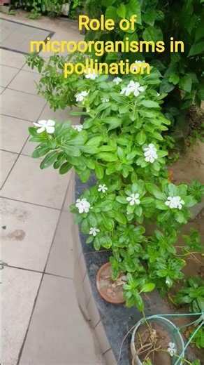 Floral Odor: Microorganisms in flower, yeasts bacteria, can produce volatile organic compound