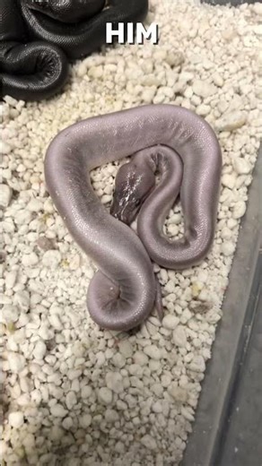 Deformed Baby Snake :( #shorts