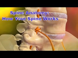 Unlocking the Secrets of Your Spine: A 3D Anatomy Exploration