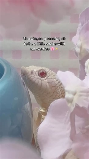 Marshmallow & friends <3 on Instagram: "Sssleepy Marshy 🐍💕 how is he asleep if his eyes are “open”? Simple, snakes don’t have eyelids 😂 #hognose #reptiles #reels #snakes"