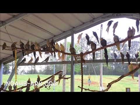 Cockatiel Aviary at Noah's Ark Animal Sanctuary
