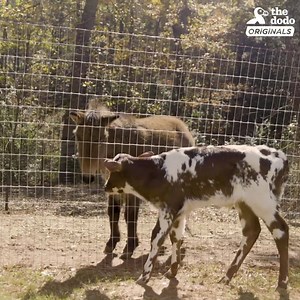 332K views · 17K reactions | This man drove 18 hours to save a calf! See why it was worth it  We are vegan for the animals, join us: 10weeks.org/tryvegan  The Dodo | Vegan Outreach | Facebook