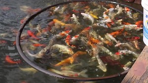 1.8K reactions · 423 shares | Criação De Carpas Nishikigoi / Koi...