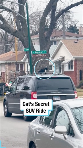 Cat’s Secret SUV Ride 🚗🐱 | Frank Medrano