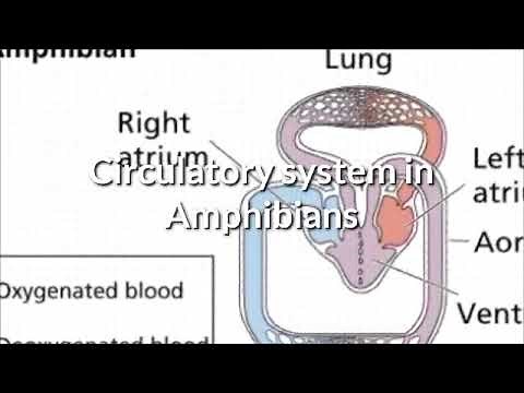 Circulatory system in Amphibians