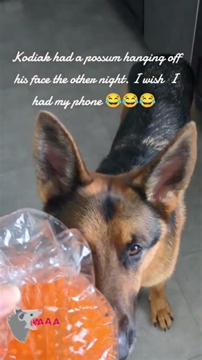 Possum attacks!!His nose!!#reactivedog #dogsofyoutube #views #trainers