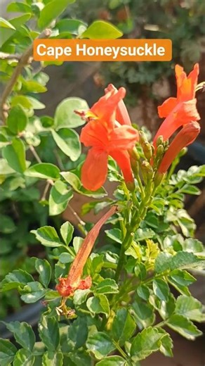 Tecoma Capensis or Cape Honeysuckle flowers #shorts #flowers #plants