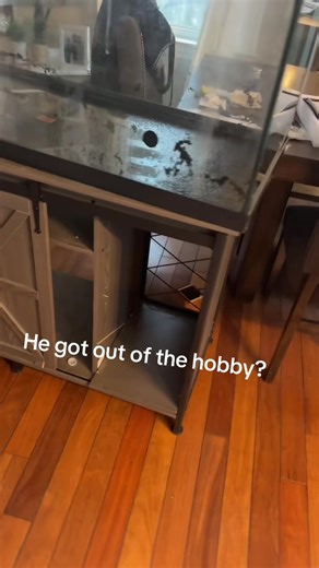 Tips for Upgrading Your Aquarium Fish Setup