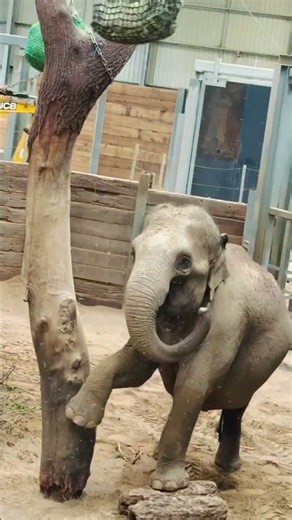 Have you been to ZSL London Zoo? 🦁🐧 #ZSLLondonZoo #LondonZoo #FamilyFun #KidsAdventure #london