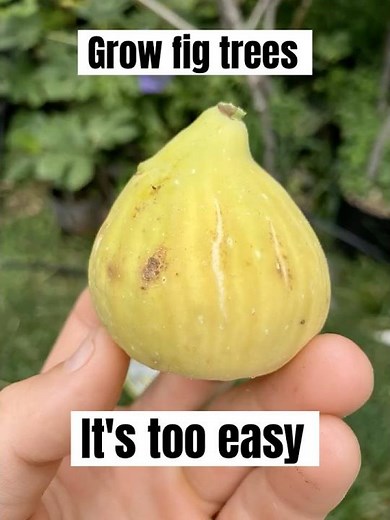 Why I grow FIGS: The Fig Trees' Incredible Genetic Diversity #fig #figtree #figboss #gardeningtips