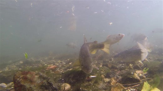 197K views · 2.9K reactions | More chalkstream wonderment ! | David Miller Art | Facebook