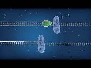 High-Processivity Sso7d Fusion Polymerase Improves qPCR Results