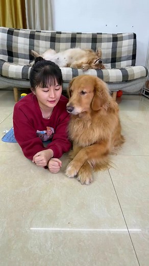 11K views · 413 reactions | #pet #dog #pets #doggies #cutedog #lovelydog #petlovers #doglover | Pet Lovers | Facebook