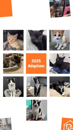 ✨ Thank You for 2025! ✨ Thanks to your amazing support, 315 animals at Rain Rescue have found their loving forever homes this year! This is our Class of 2025 — a celebration of the lives you’ve changed, the tails wagging, and the purrs of joy filling their new homes. Every adoption shows that together, we can give every animal the love they deserve. 🧡 Here’s to 2026 — more happy endings, more wagging tails, and more lives changed together. 🐶😺 #RainRescue #ClassOf2025 #ForeverHomes #HappyNewYe