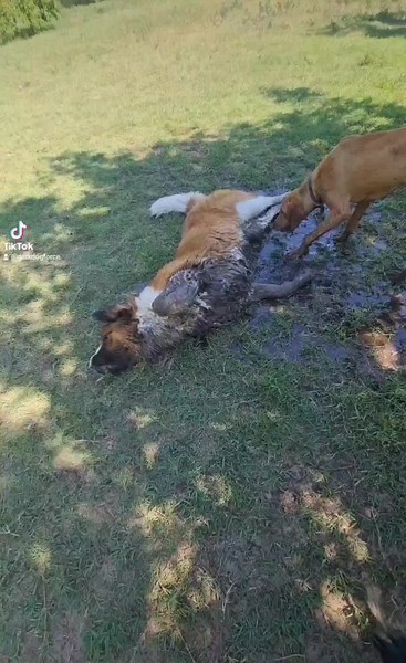 #dogforce #kutyanapközi #kutyatiktok