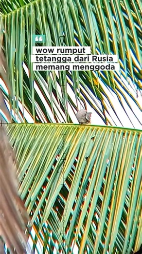 Rumput dari tetangga Thailand sangat enak dipandang ...hijau tinggi besar dan kenyal 🤣🤣🤣 #reel #fyp #tekukur #rumput #game #wednesday #november | Rahmat Al Fatih
