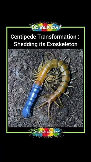Centipede Transformation : Shedding its Exoskeleton
