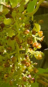 9.8K views · 216 reactions | I haven’t seen this many bald-faced hornets; they seem to be everywhere this year. This wasp is more aggressive than yellow jackets when it comes to protecting their nest. They’re prolific pollinators and have been busy with the raspberry and blackberry flowers. #wasp #gardening #insects #seasonaltransition #autumn #fall #grapes #pollinators #pollination #plantgrowth | Learn To Grow | Facebook