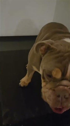 @justrollo: 3 whole minutes i had to wait #dog #doglover