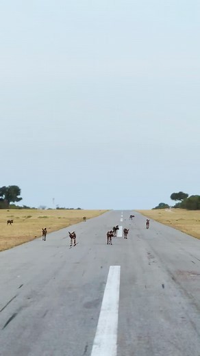27K views · 404 reactions | Touchdown at Londolozi ️ A pack of wild dogs gracefully trot down the Londolozi airstrip. https://blog.londolozi.com/?utm_source=Facebook&utm_medium=organic-social&utm_campaign=social&utm_content=1109 ️: Shannon Dawson #londolozi #thelondolozieffect #relais #relaischateaux #africa #southafrica #safari #travel #luxurysafari #wildlifephotography #naturephotography #wilddog #paintedwolf | Londolozi Game Reserve | Facebook