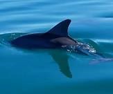 26K views · 190 reactions | Even smarter than we thought: Australian researchers find dolphins use 'names' to identify their friends   | SBS News | Facebook