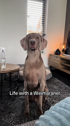 Life with a Weimaraner: The Attention Paw Experience