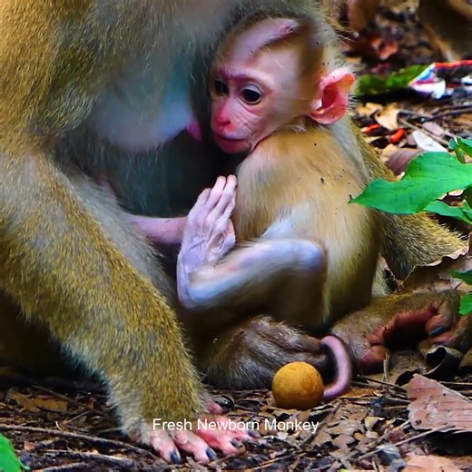 Oh look mommy weaning baby to stop milk, FNM93026 | Fresh Newborn Monkey | Facebook