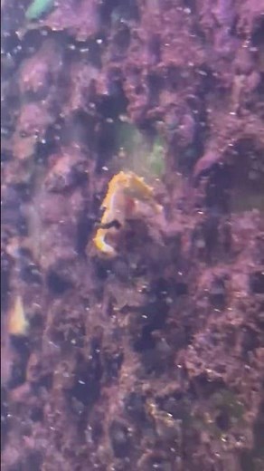 Dwarf Seahorses Eating Copepods from Aquarium Back Wall