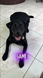 What is that name? #dog #labchannel #funny #puppy #pets #dogshorts #labrador #labradorlovers