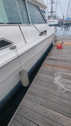 Tilly on the job doing quality control #sailboat #rigger #rigging #mast #california #losangeles #boats #sail #supportsmallbusiness #sailboats #longbeach #boatcat | Ark Marine Mast Works