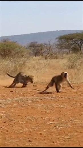 🐒🗣️ Do Vervet Monkeys Talk? The Meaning Behind Their Screams! Read the description.. #vervet #monkey