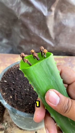 Grow cloves at home easily