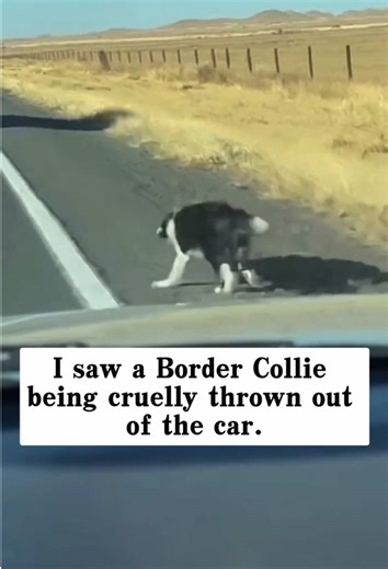 I saw a Border Collie being cruelly thrown out of the car, and then…#rescue #animals #dog
