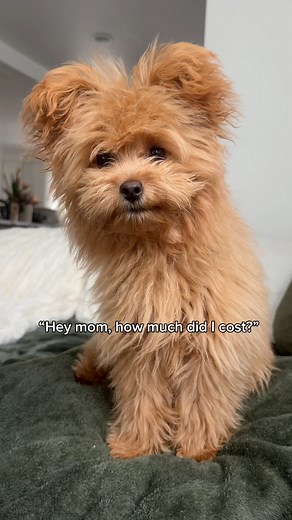 Do you see the resemblance? #pomapoo #dogmom #poodlemix #dogcomedy #dogparentlife | Honey the Pomapoo